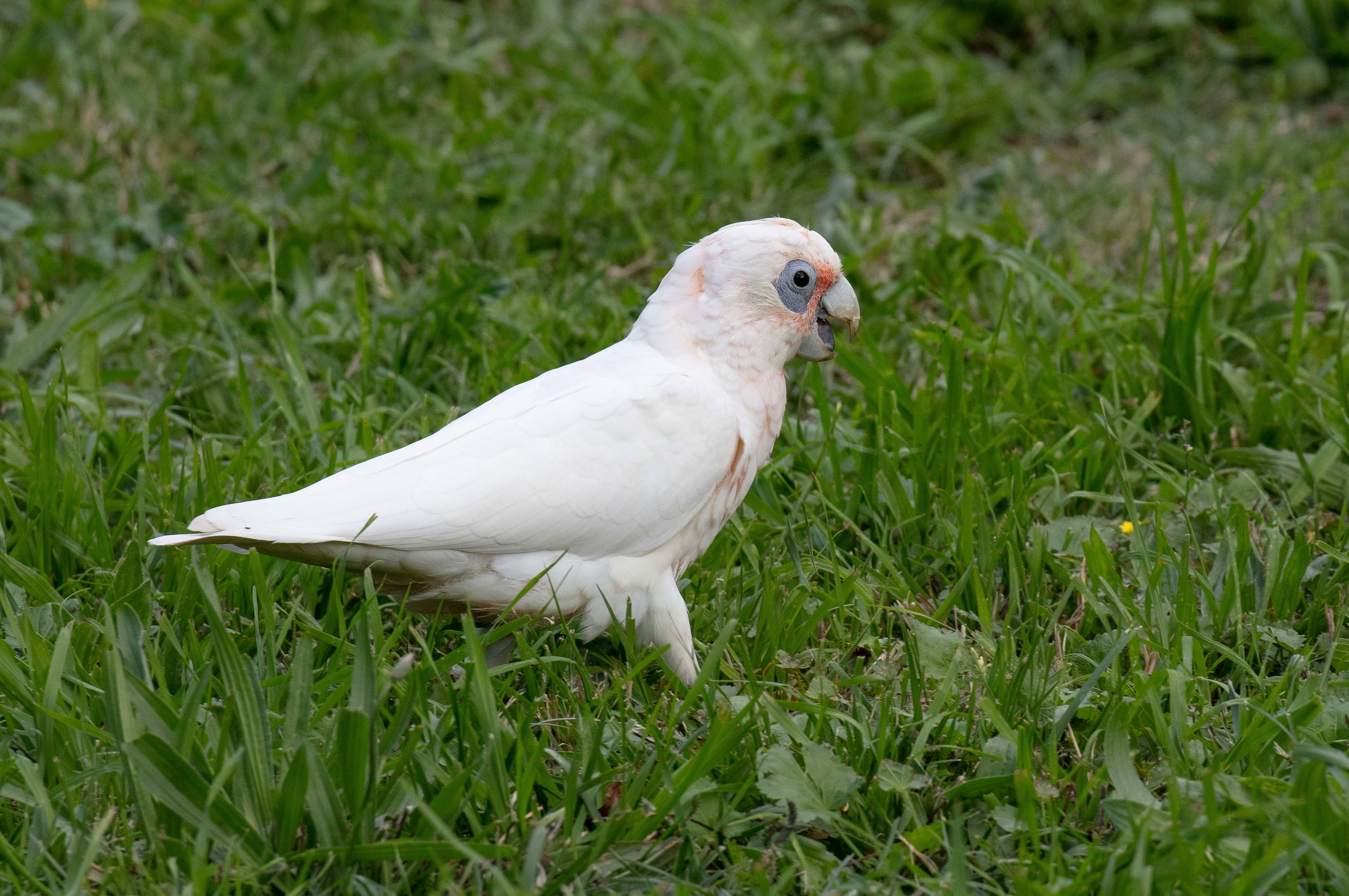 Little Corella