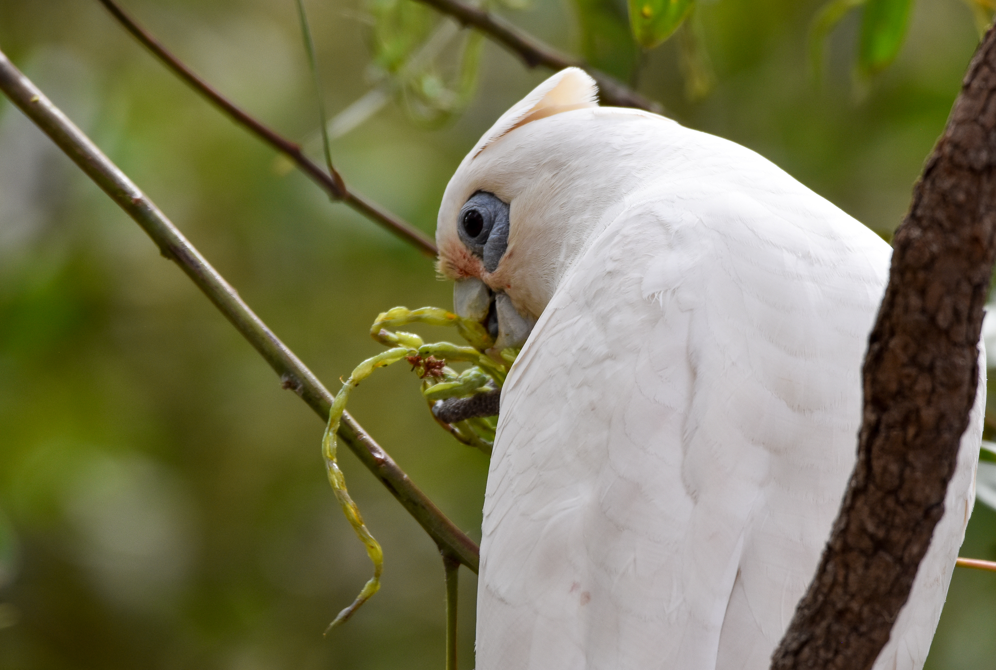 Little Corella