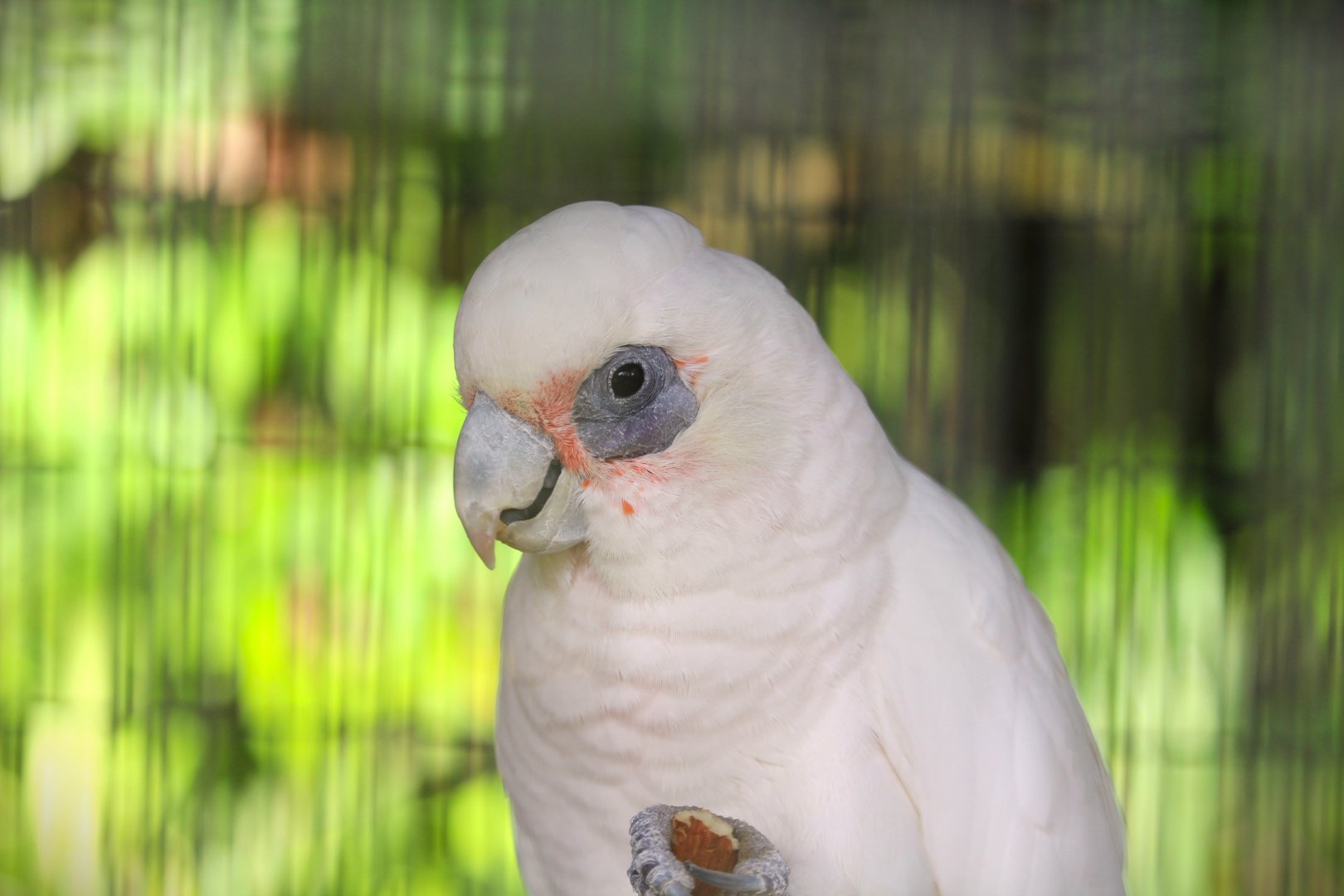 Little Corella