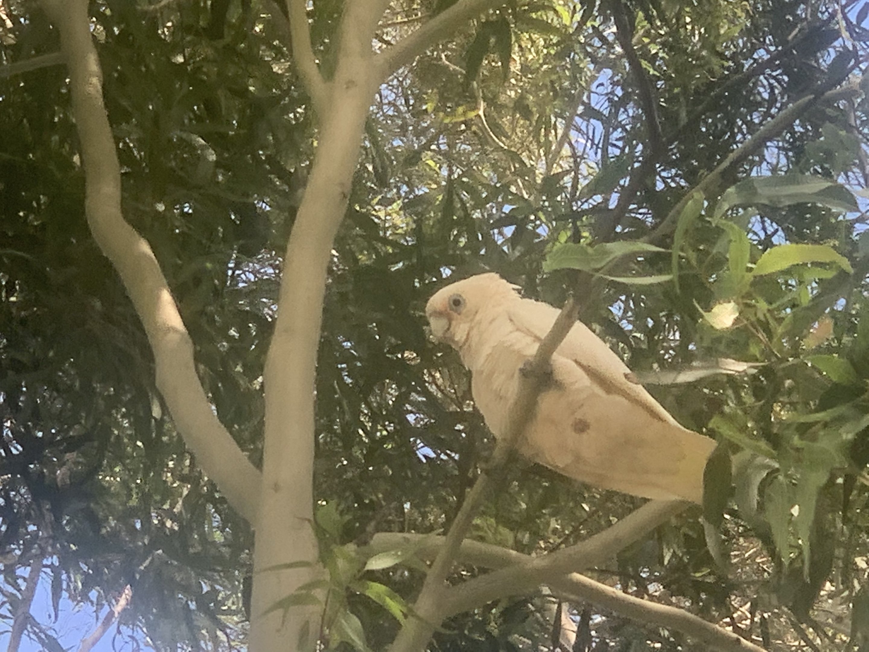 Little Corella