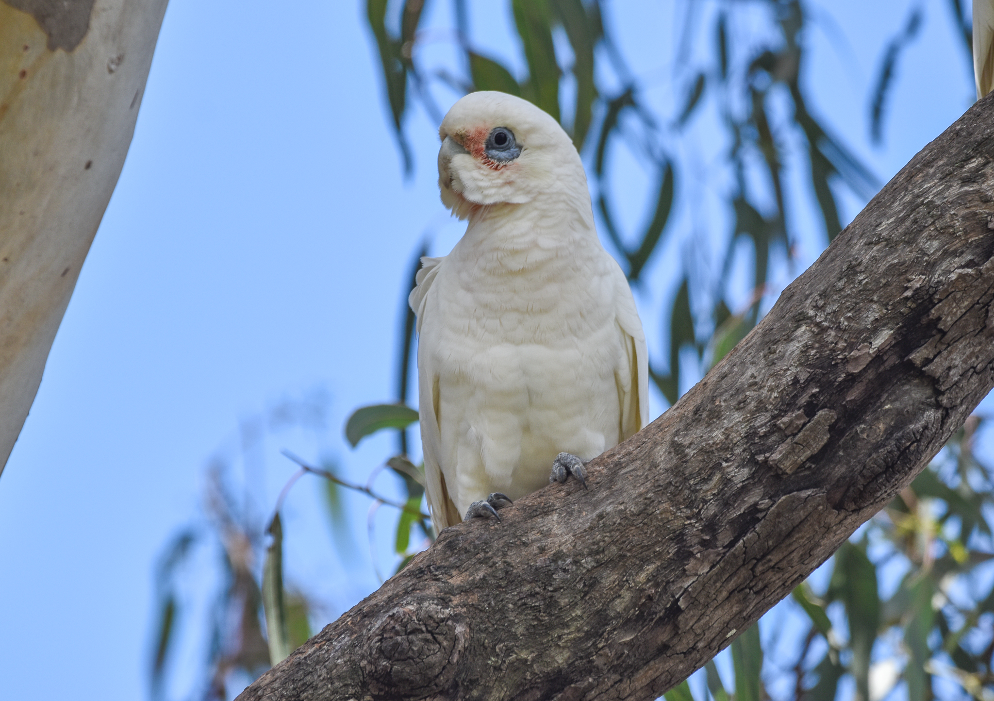 Little Corella