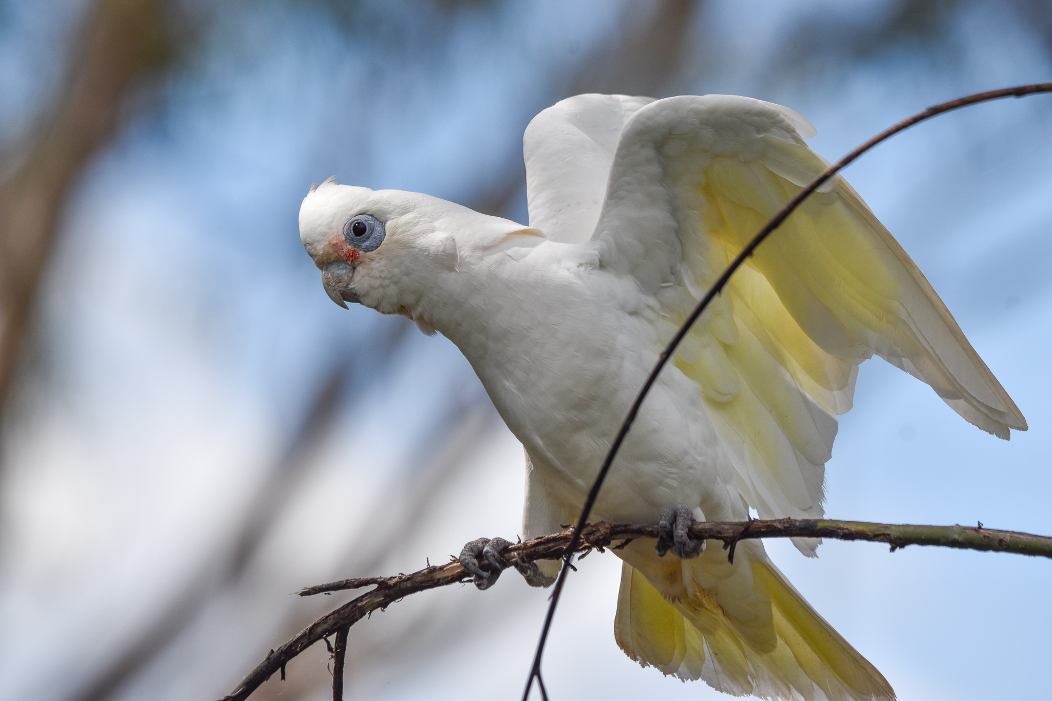 Little Corella