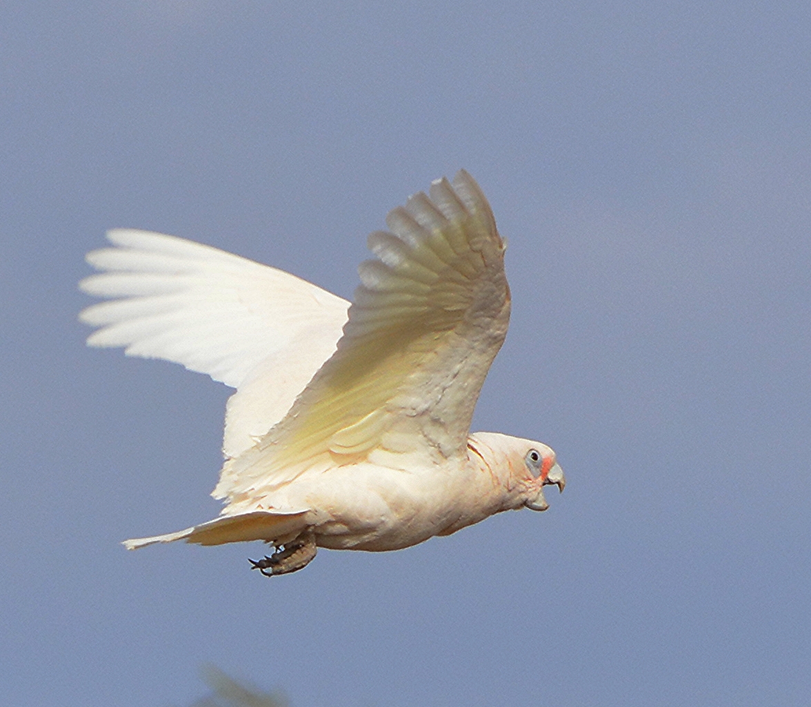 Little corella.