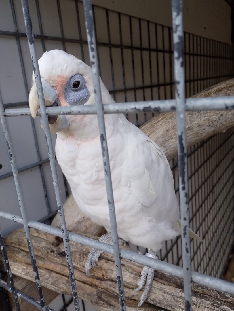Little corella