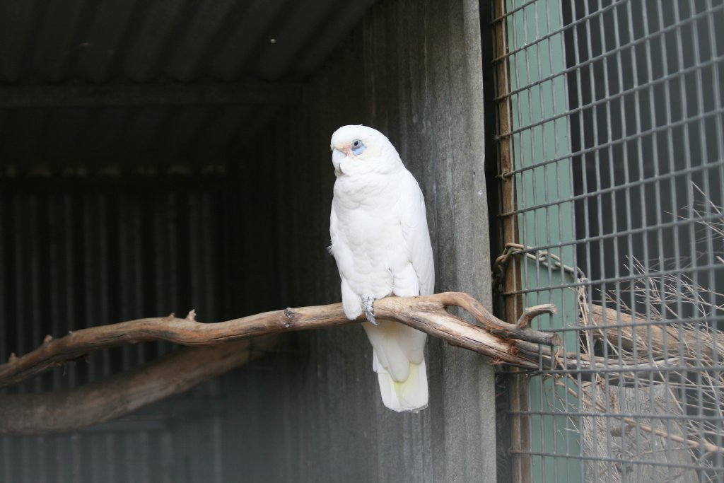 Little Corella
