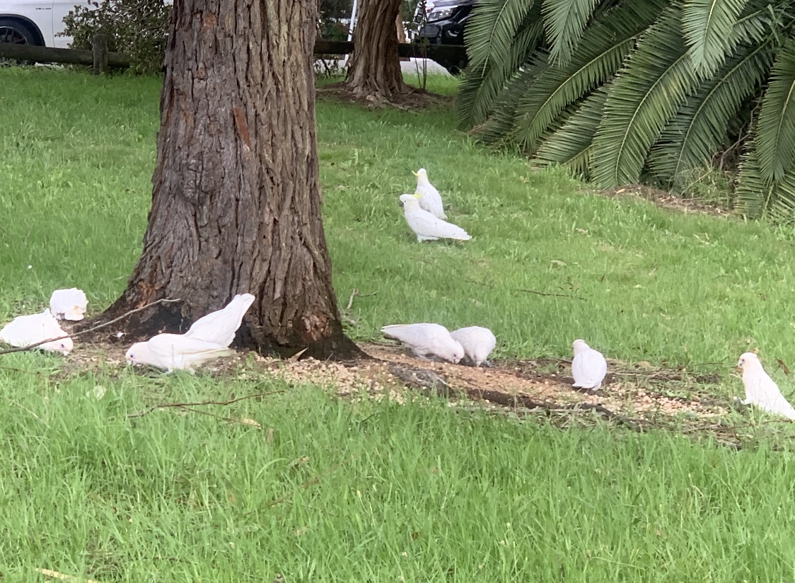 Little corellas and Sulphur-crested cockatoos