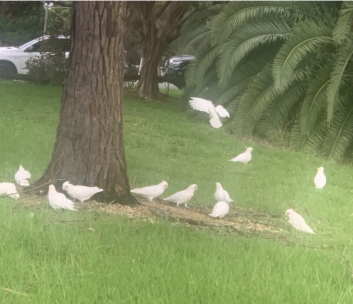 Little corellas and Sulphur-crested cockatoos