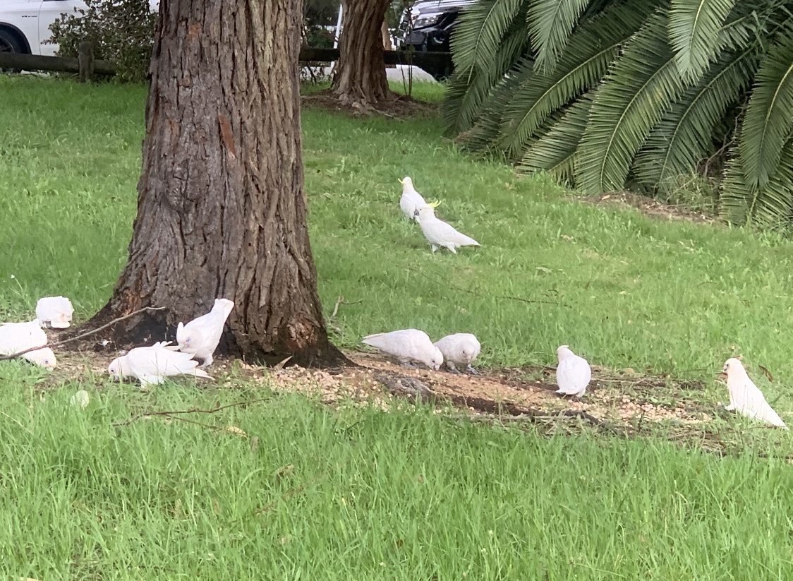 Little corellas and Sulphur-crested cockatoos