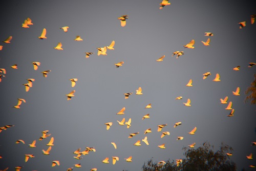 Little corellas at sundown.