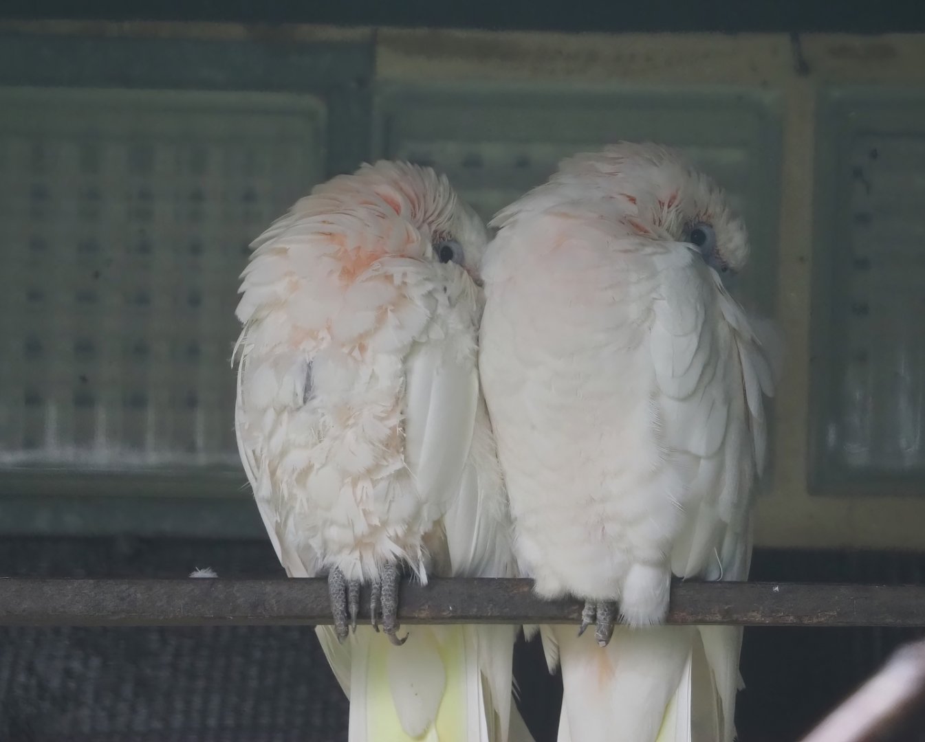 Little corellas (Cacatua sanguinea), 2024-05-22
