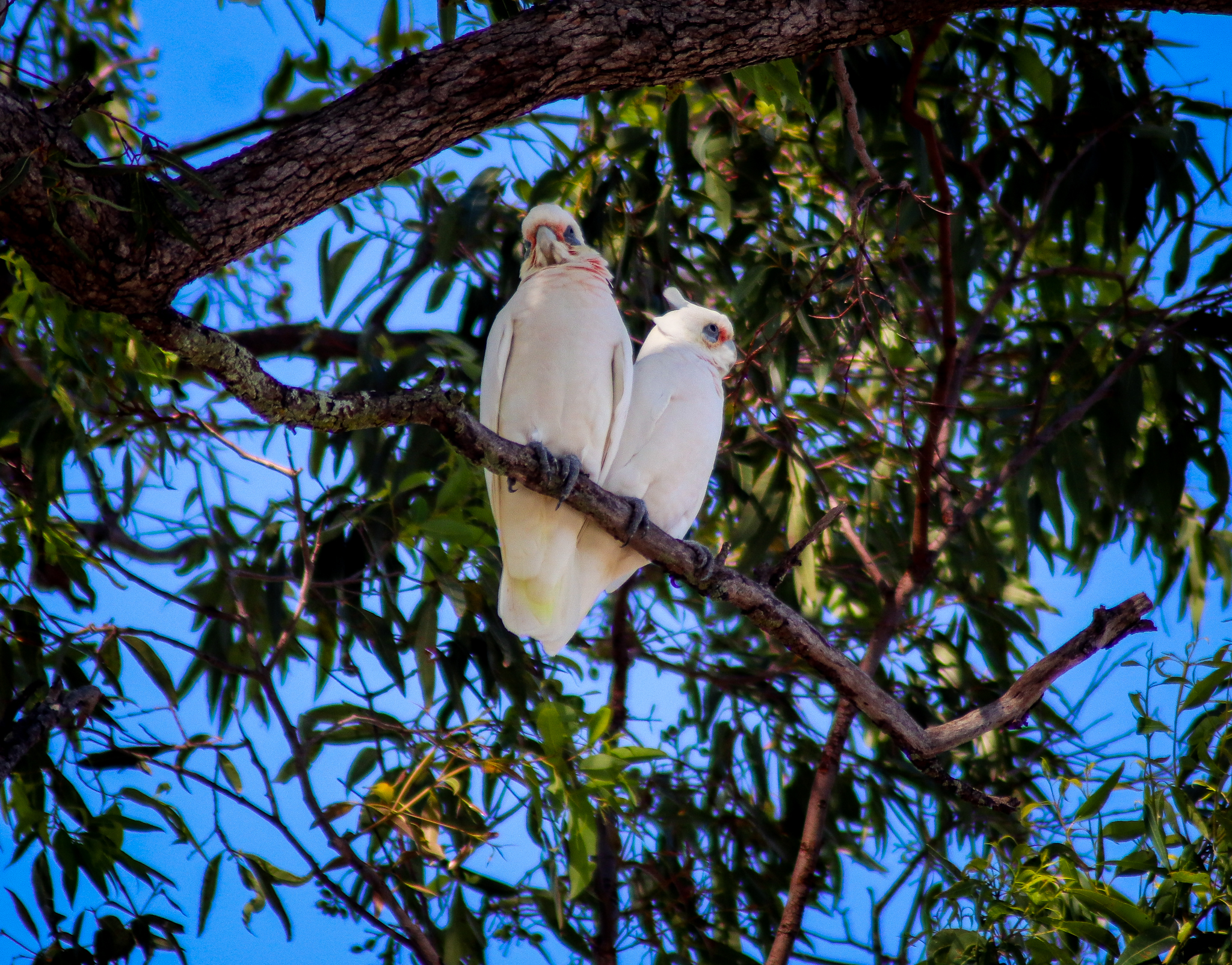 Little Corellas (Cacatua sanguinea)