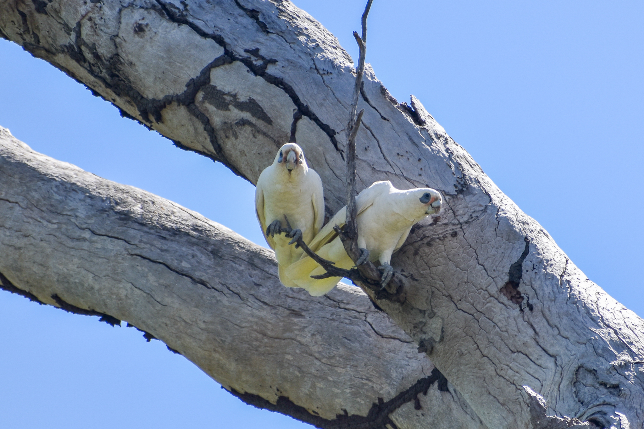 Little Corellas (Cacatua sanguinea)