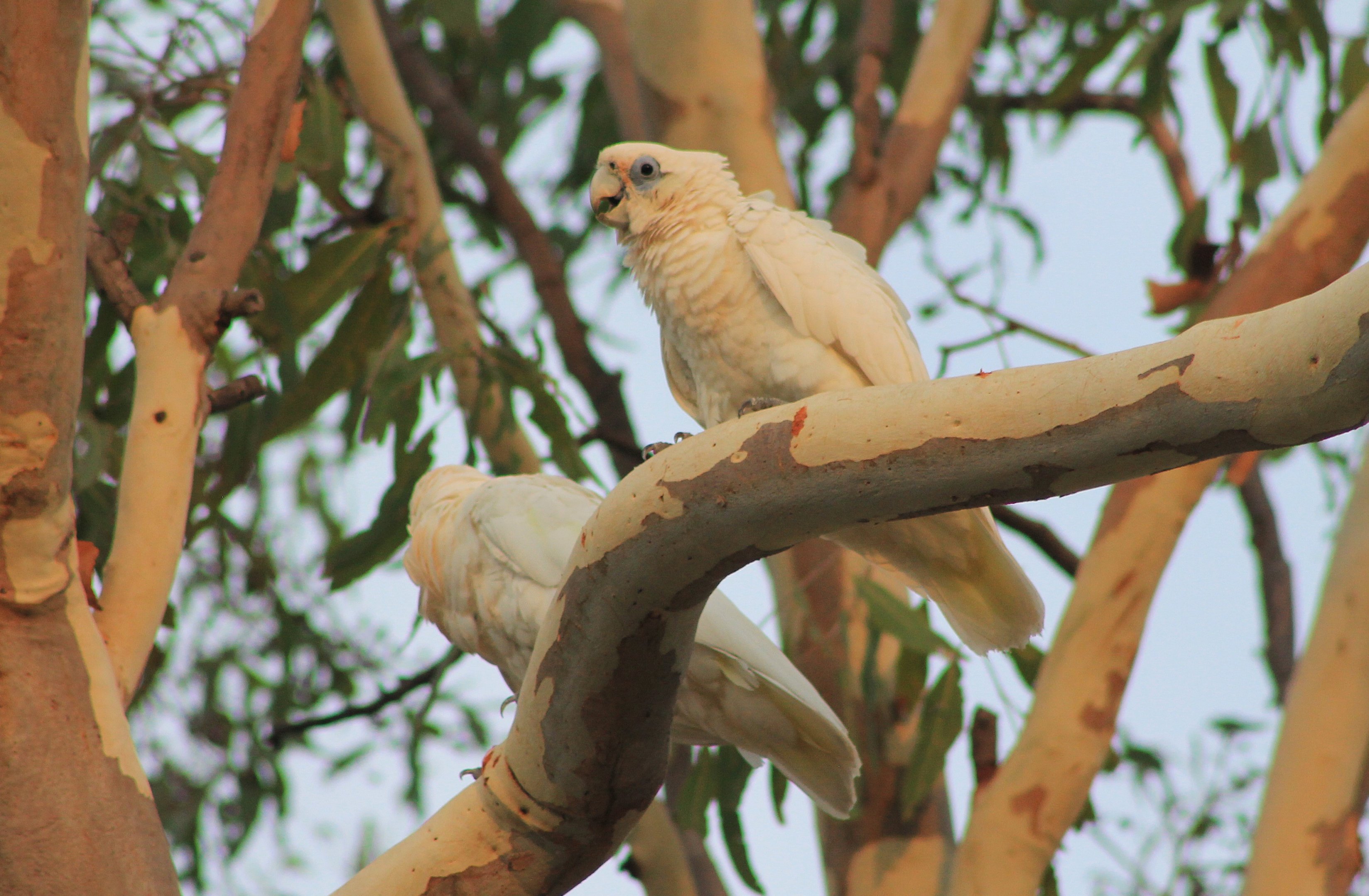 Little Corellas (Cacatua sanguinea)