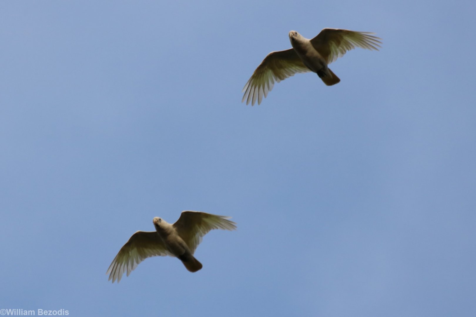 Little Corellas over East Point, Darwin