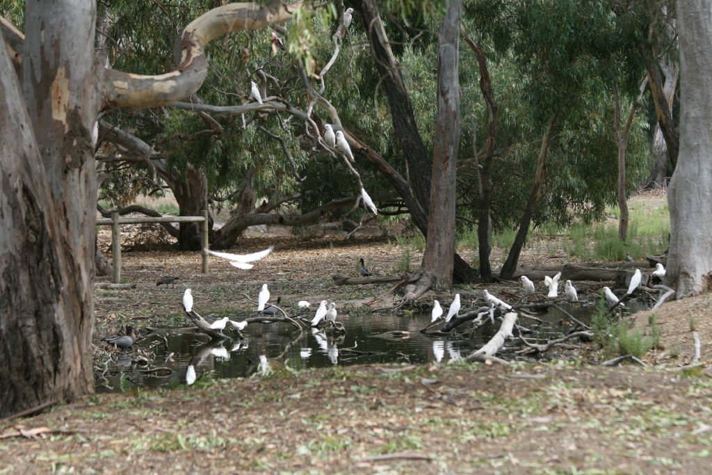 Little Corellas - wild