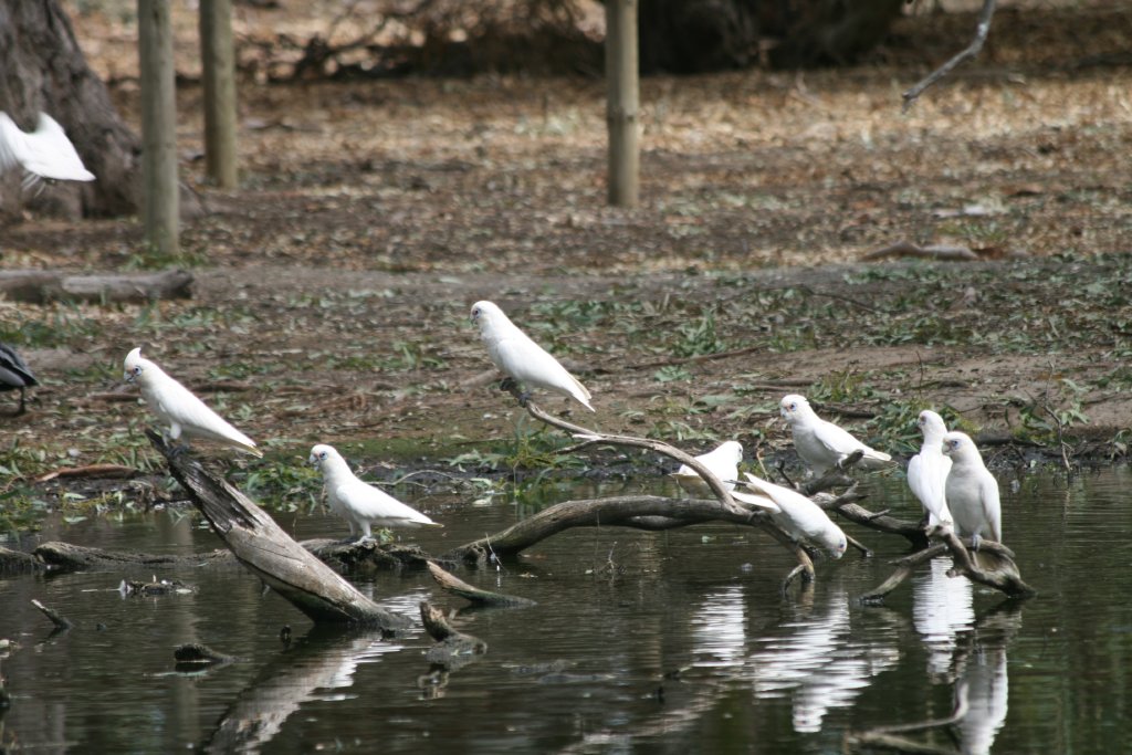 Little Corellas - wild