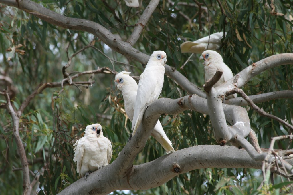 Little Corellas - wild