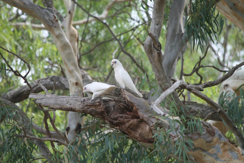 Little Corellas - wild