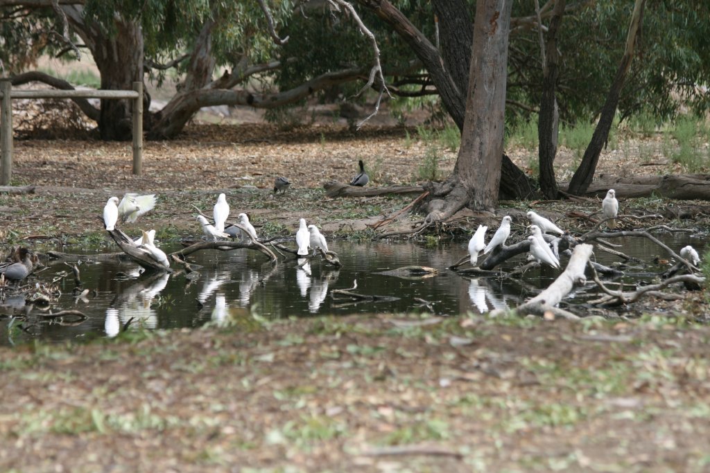 Little Corellas - wild