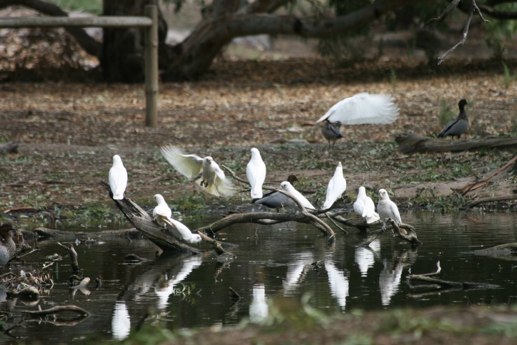 Little Corellas - wild
