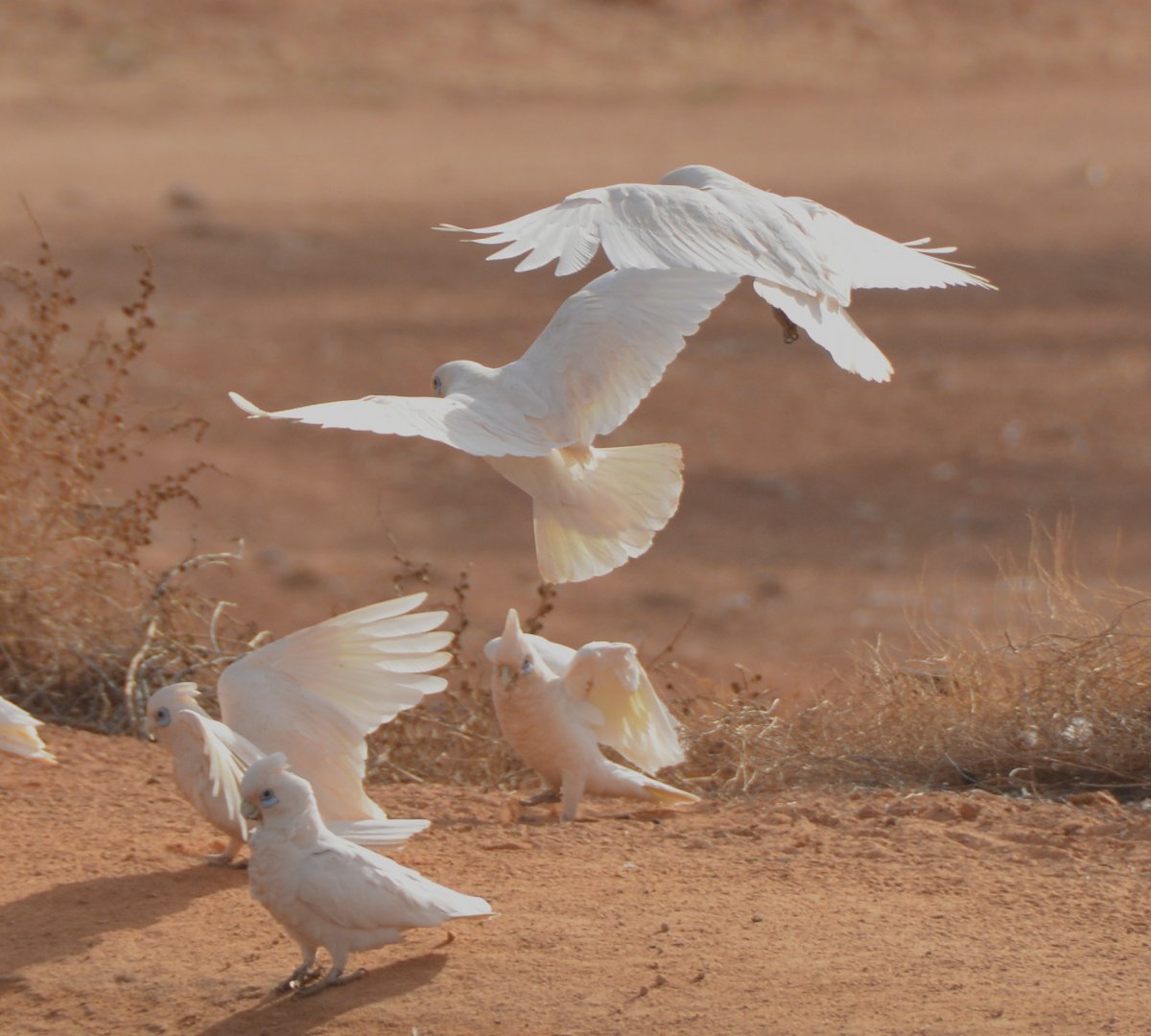 Little corellas