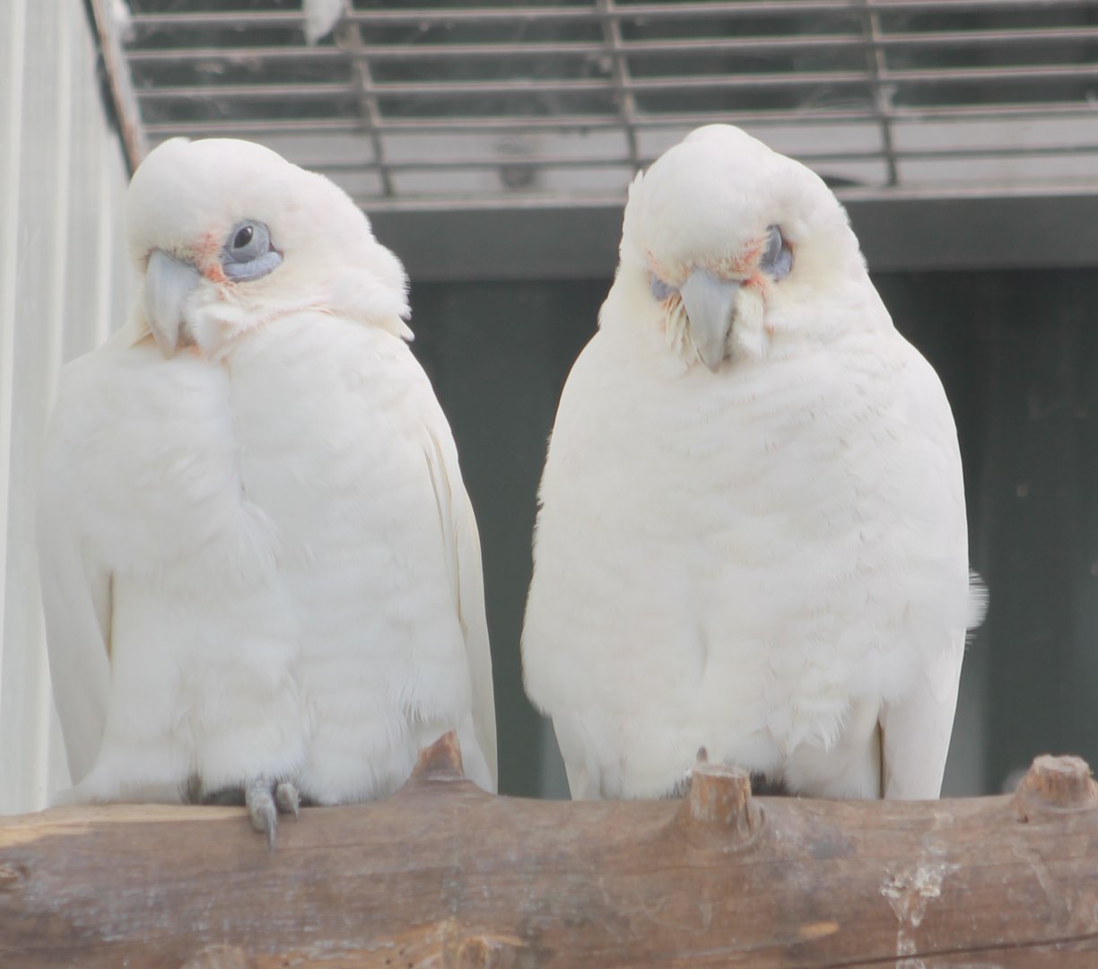 Little corellas