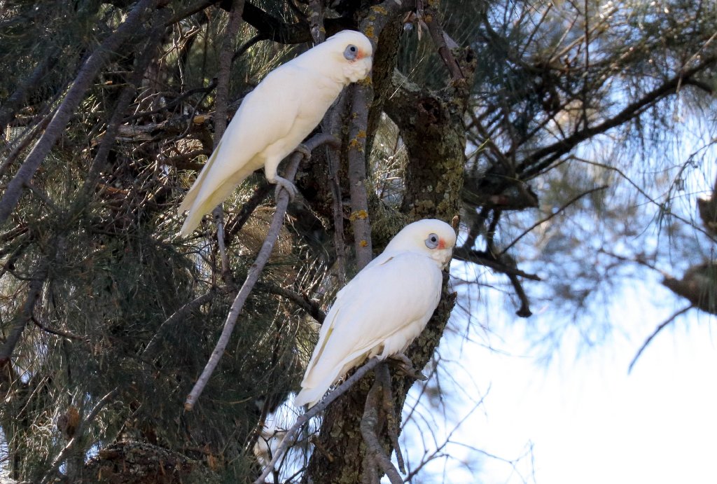 Little Corellas