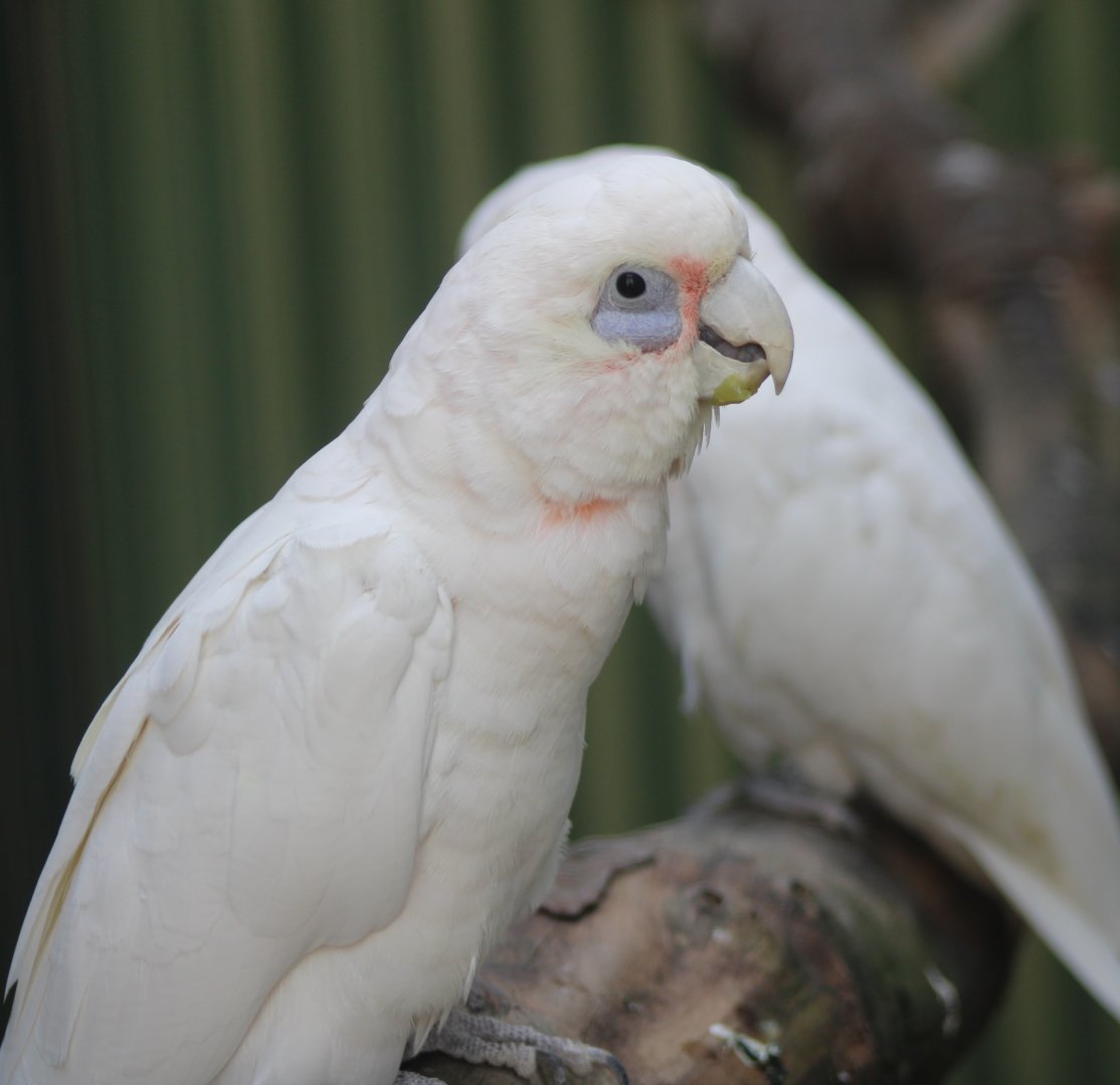 Little corella's