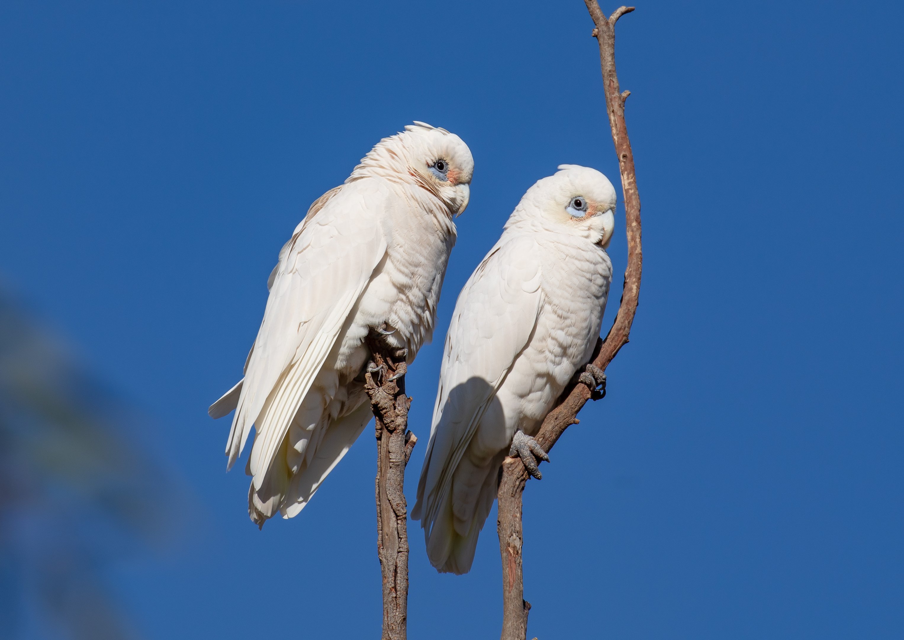 Little Corellas