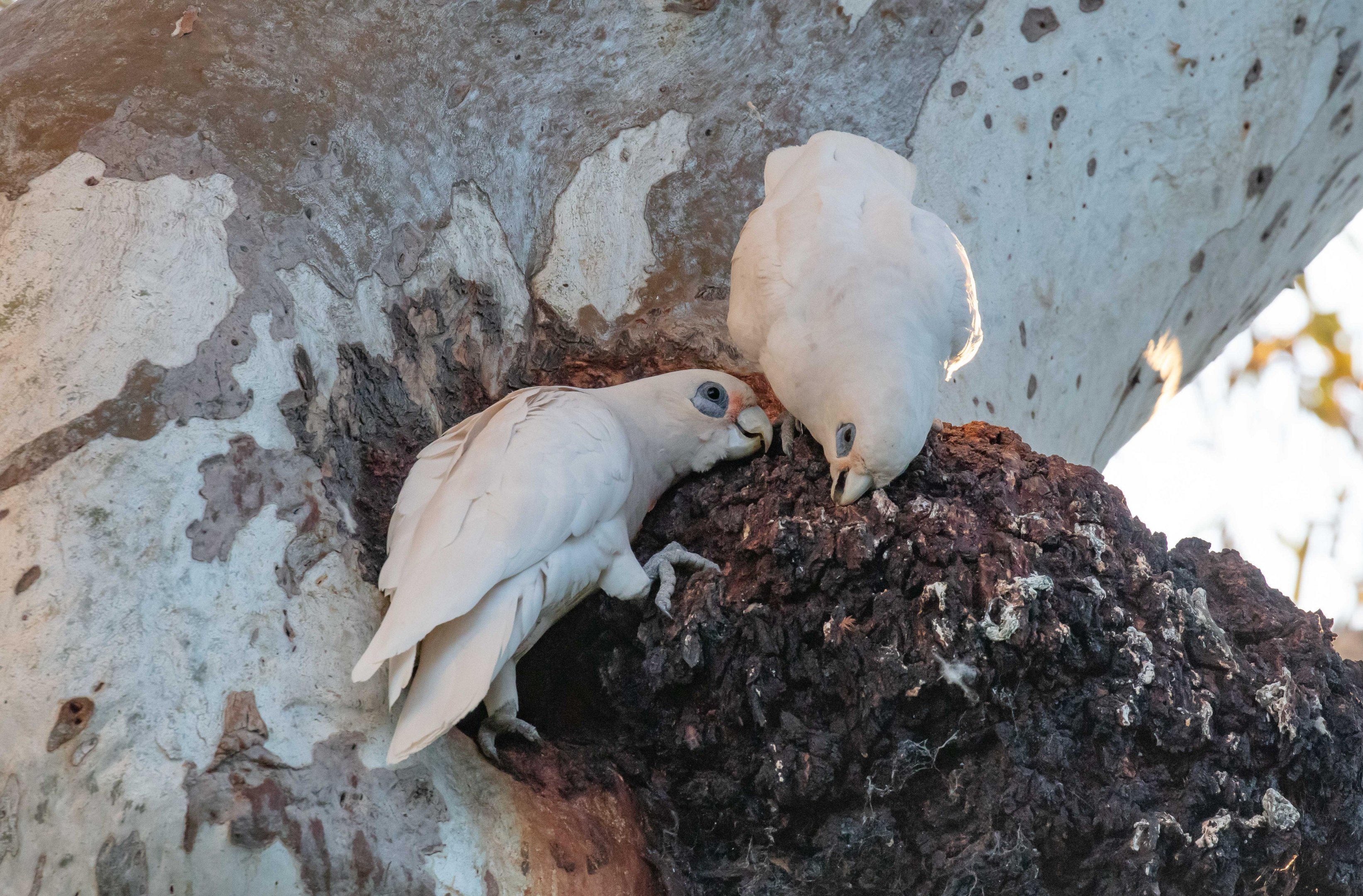 Little Corellas