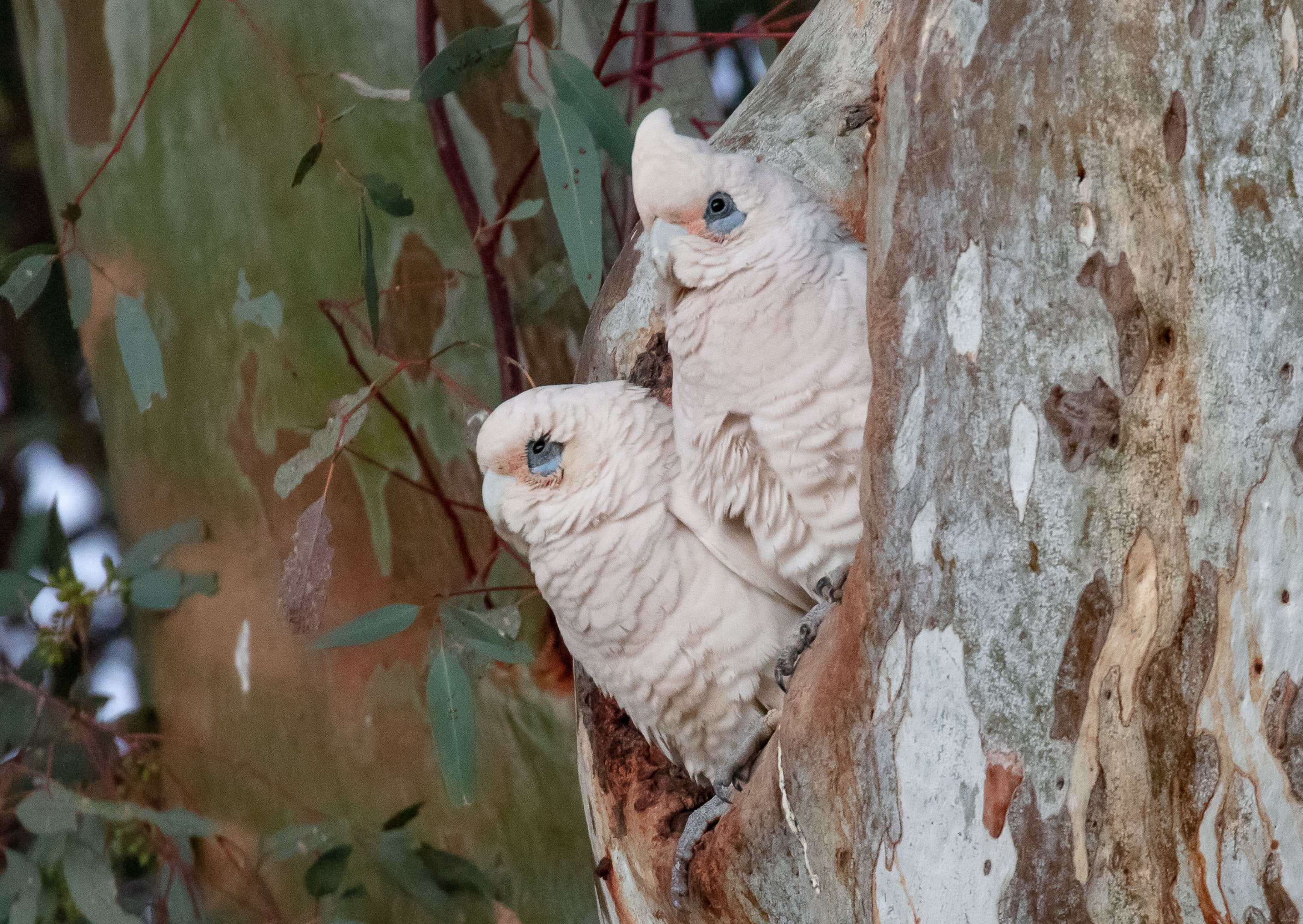 Little Corellas
