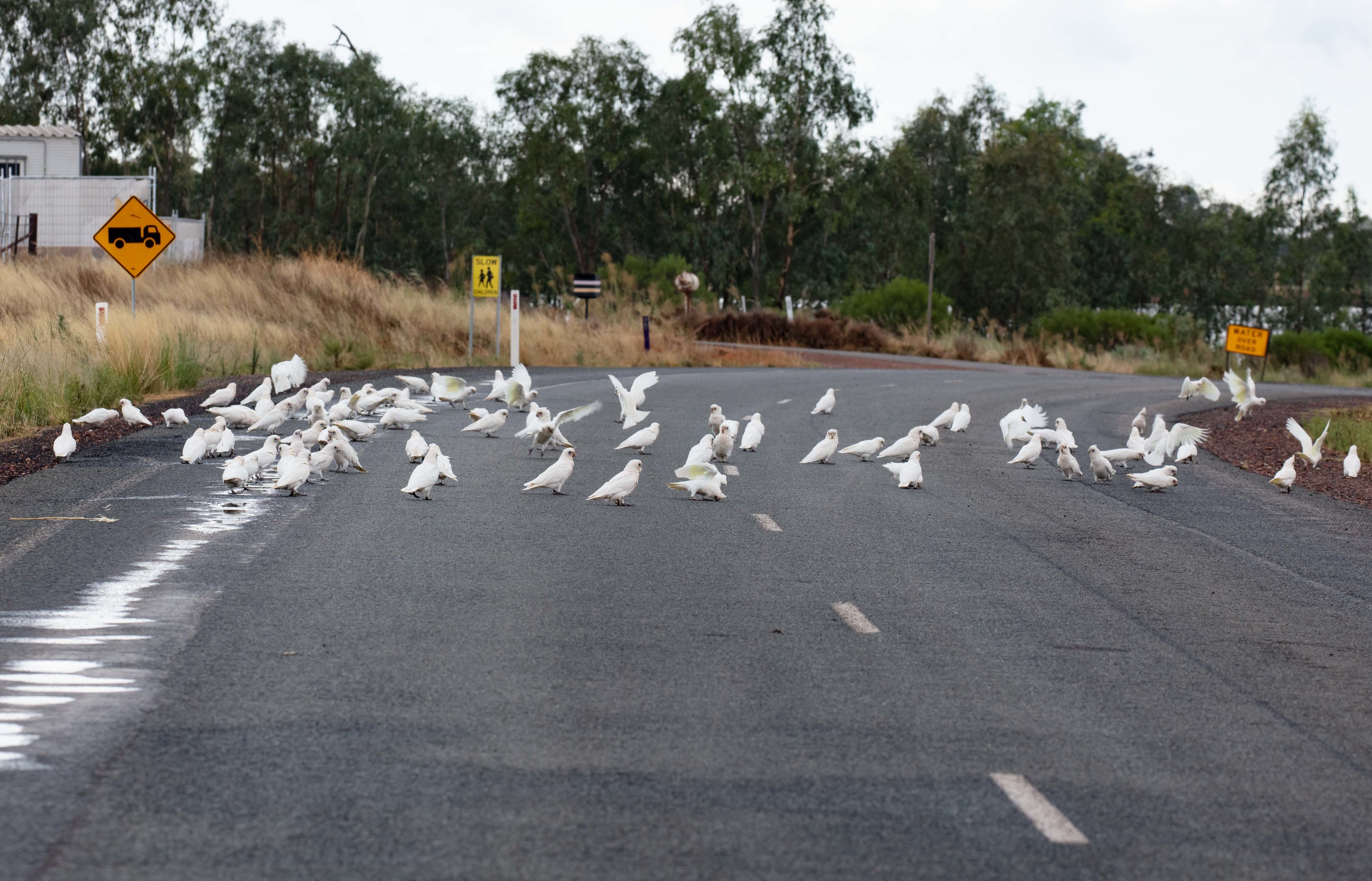 Little Corellas