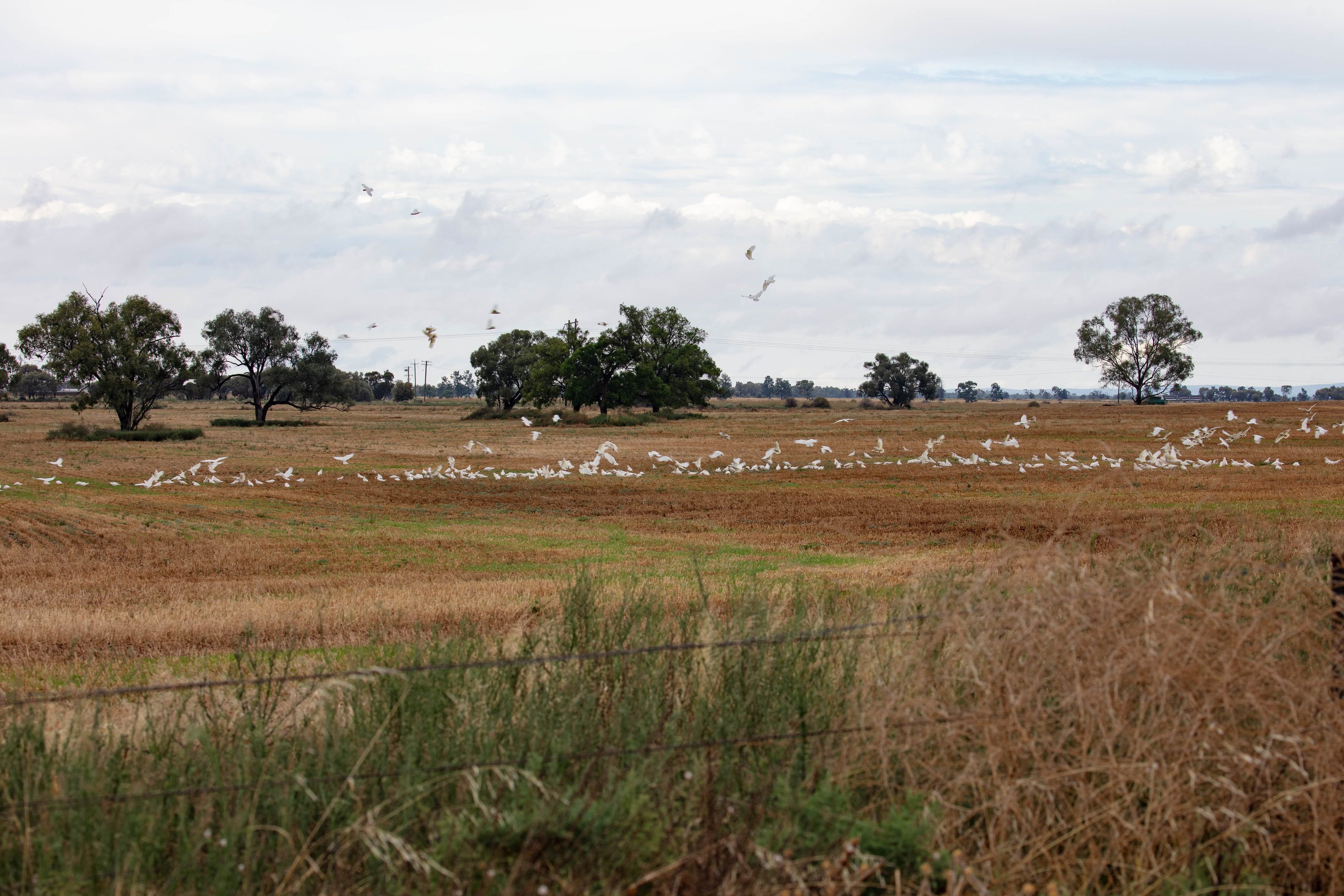 Little Corellas