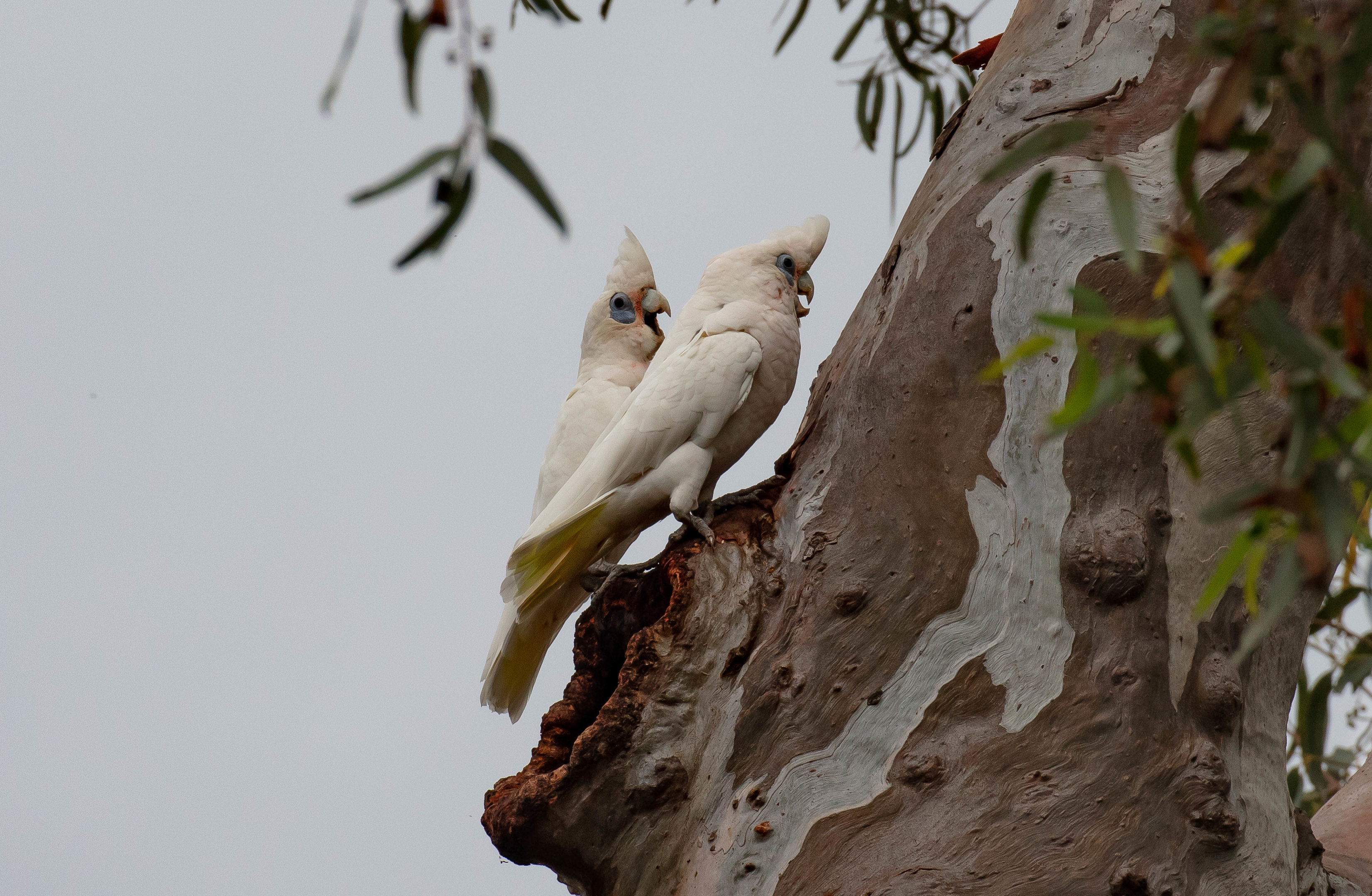 Little Corellas