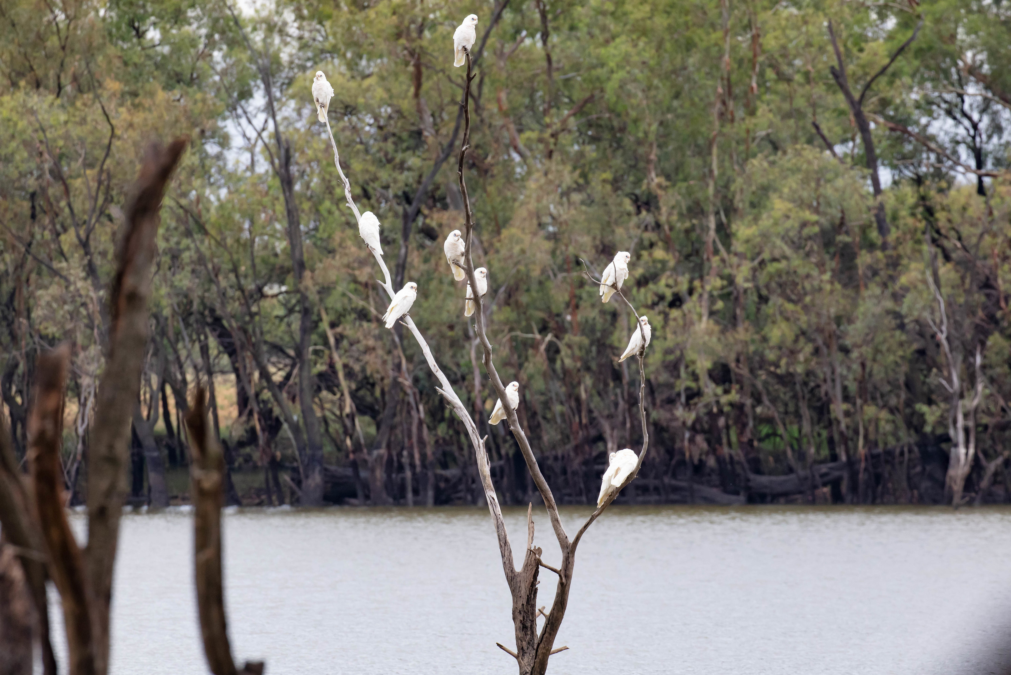 Little Corellas