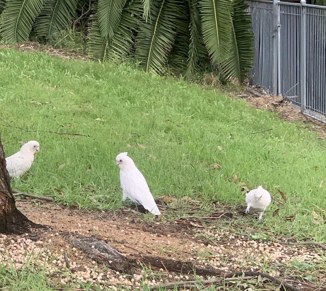 Little corellas