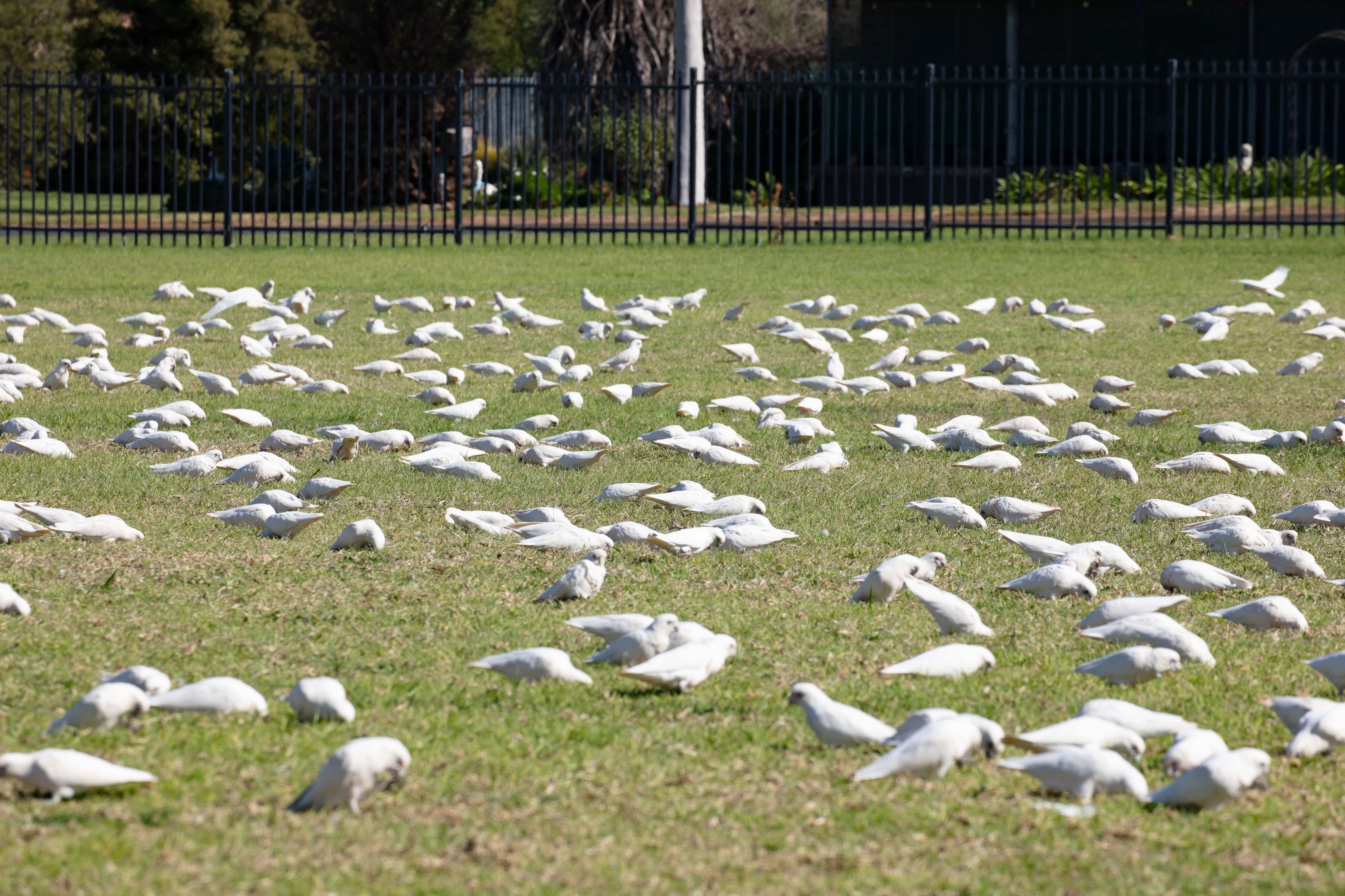 Little Corellas
