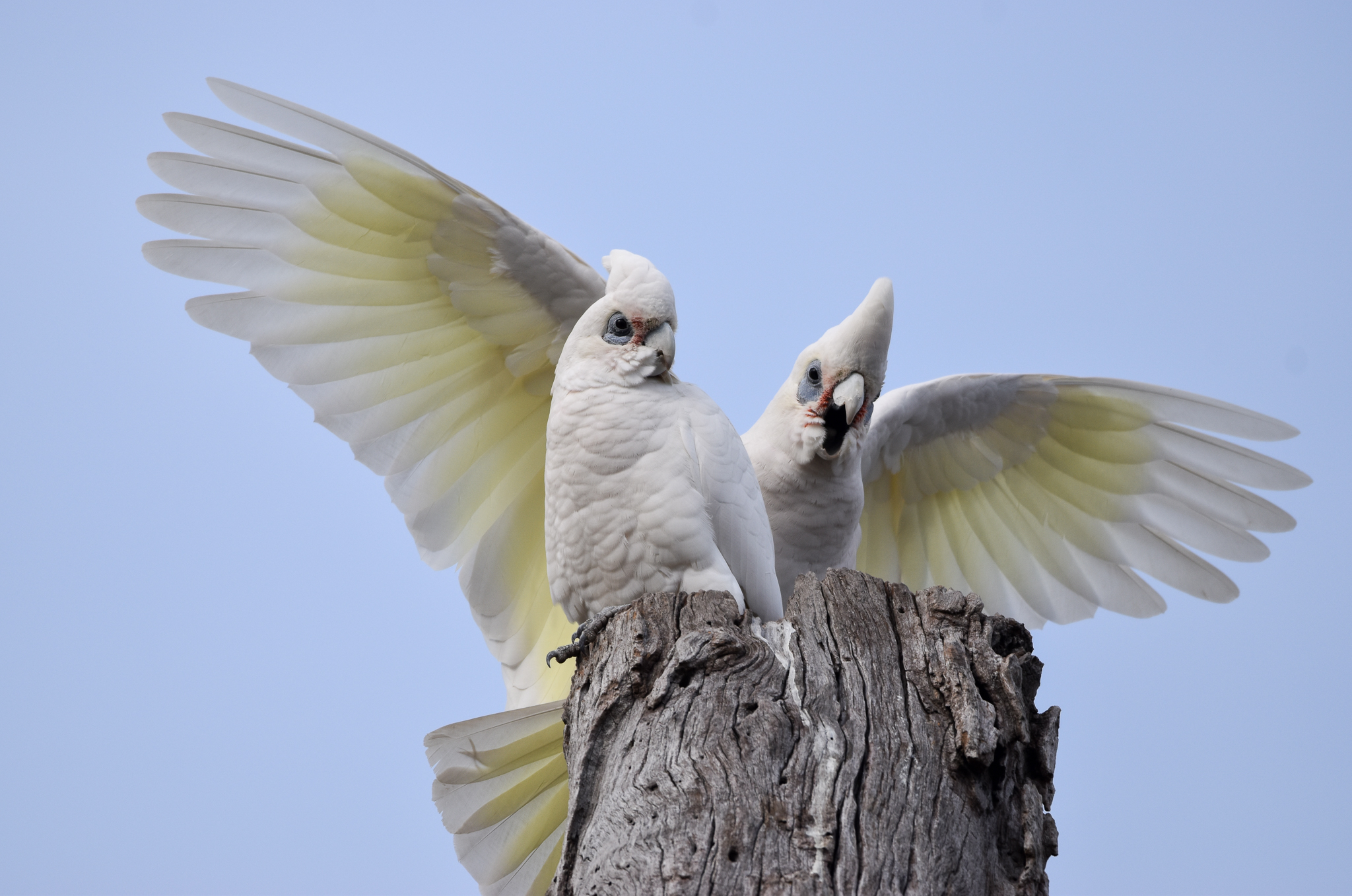 Little Corellas