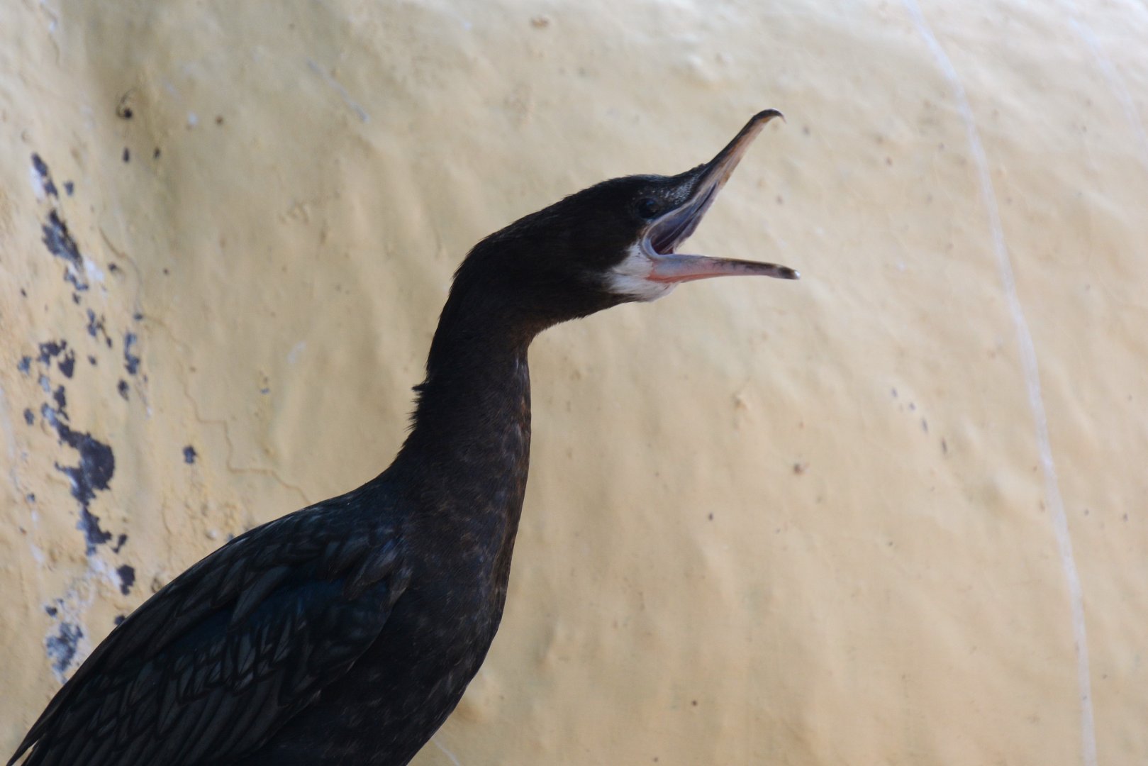 Little cormorant (Microcarbo niger)