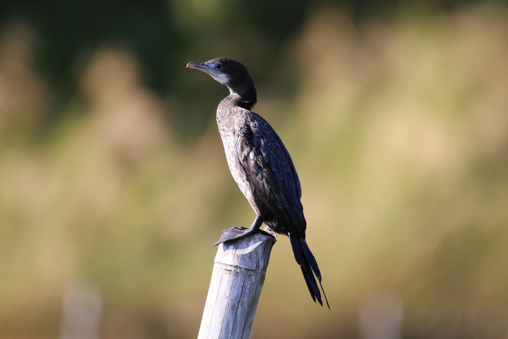 Little Cormorant (Microcarbo niger)
