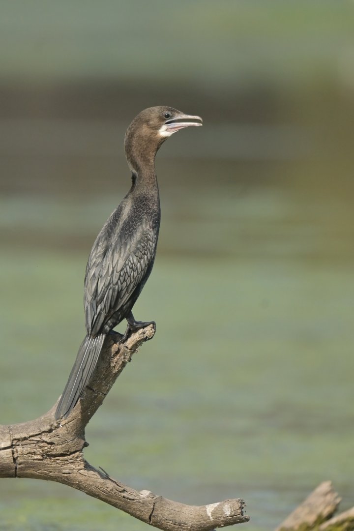 Little Cormorant Microcarbo niger