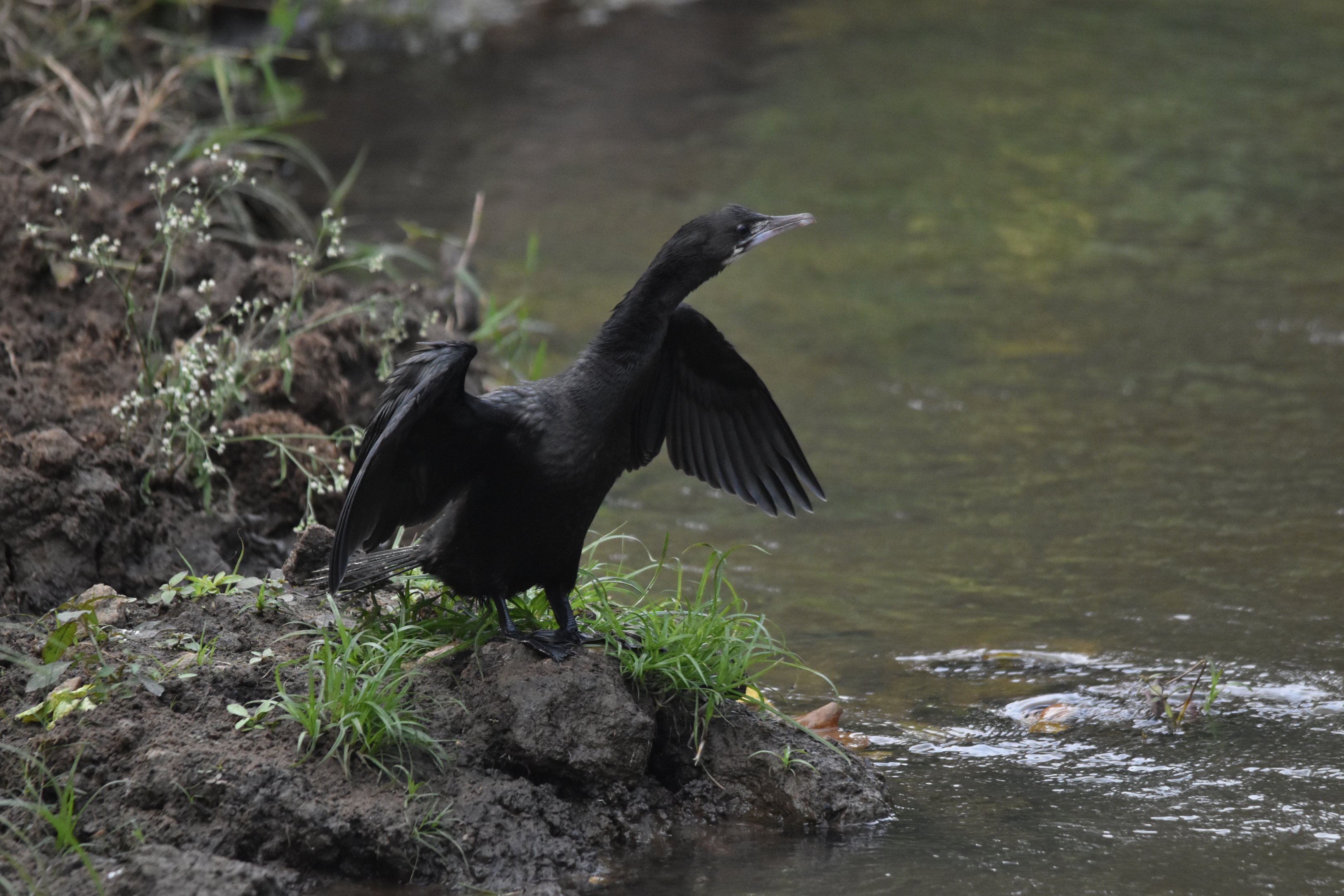 Little Cormorant, Nagarahole Tiger Reserve, 18th November 2024