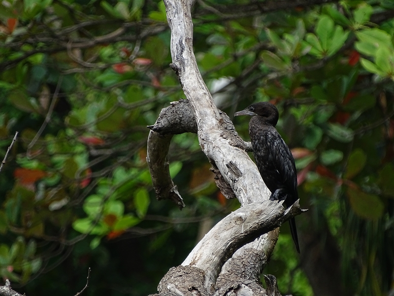 Little cormorant