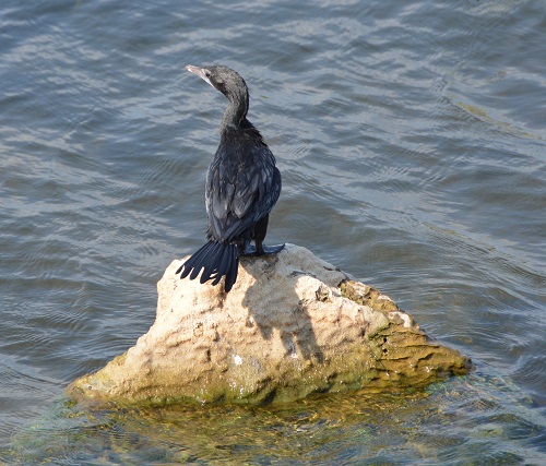 Little cormorant