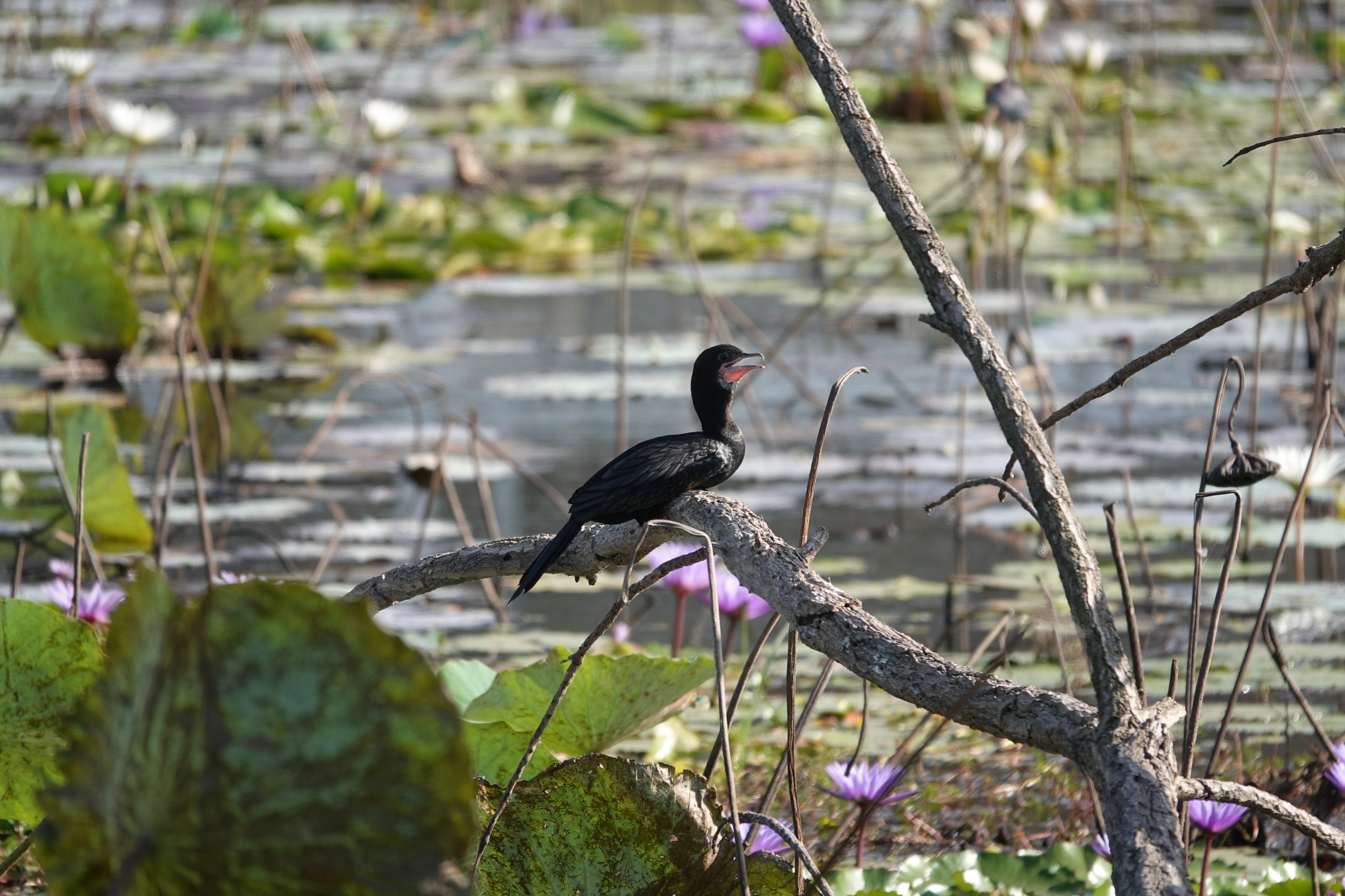 Little Cormorant