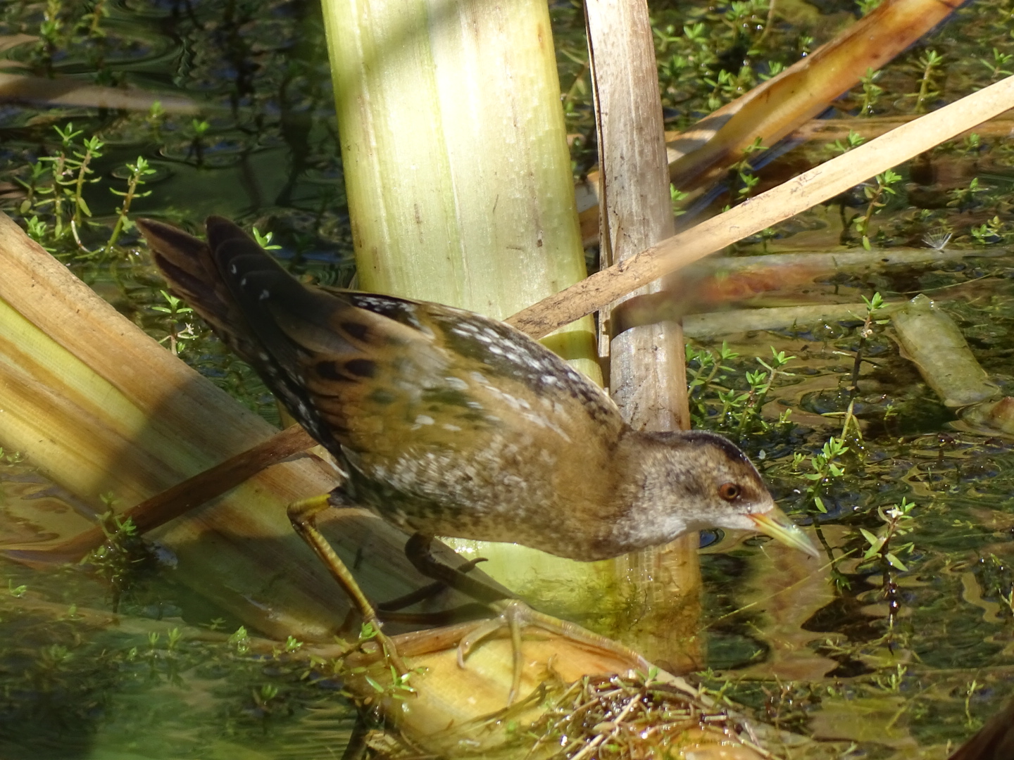 Little crake, Porzana parva