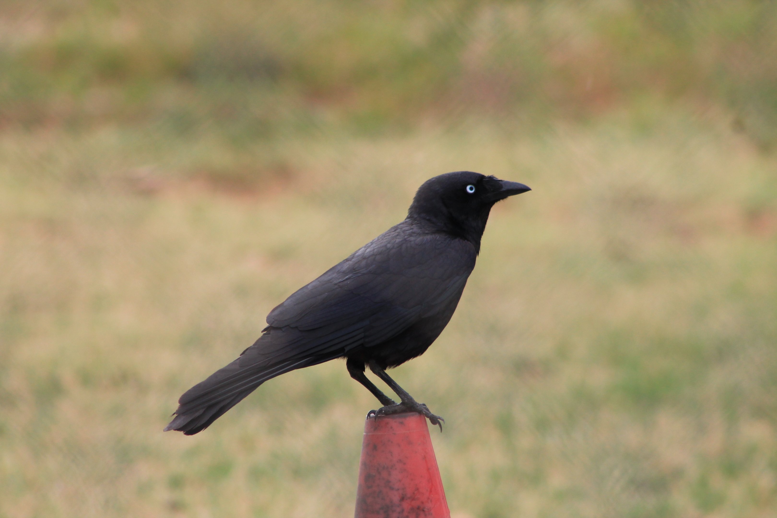 Little Crow (Corvus bennetti)