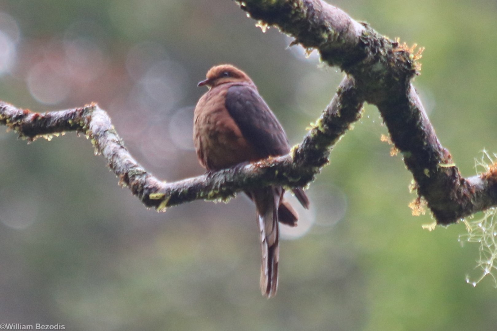 Little Cuckoo-dove - Tapan Road