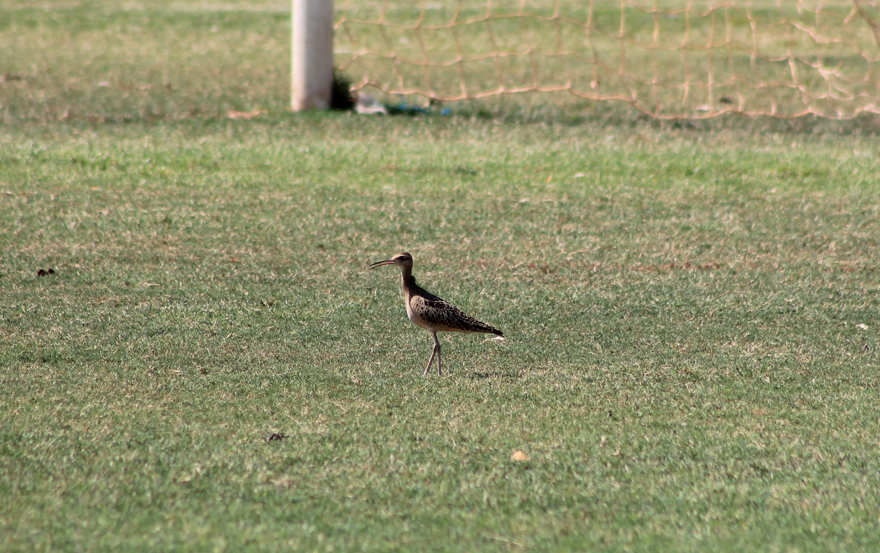 Little Curlew (Numenius minutus)