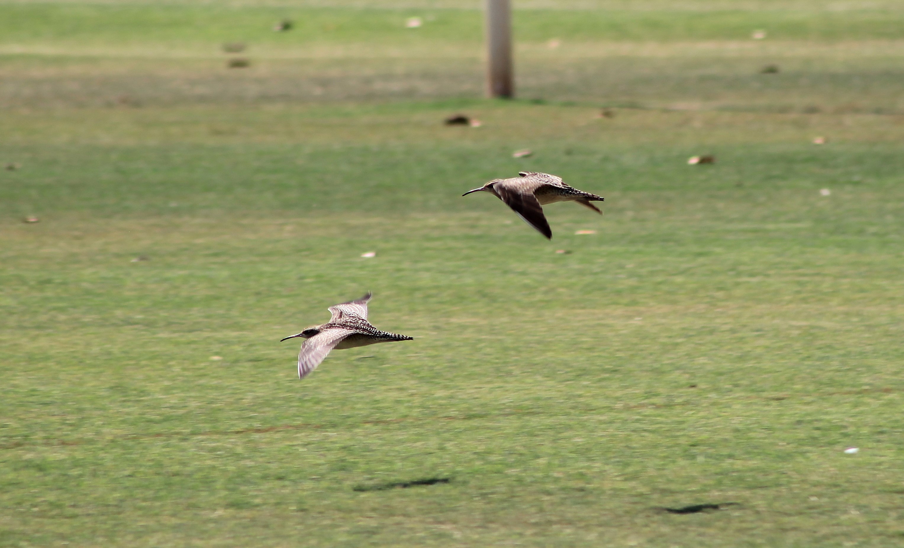 Little Curlews (Numenius minutus)